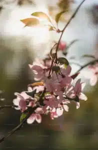 기상청-날씨누리-봄꽃지도-실시간보기