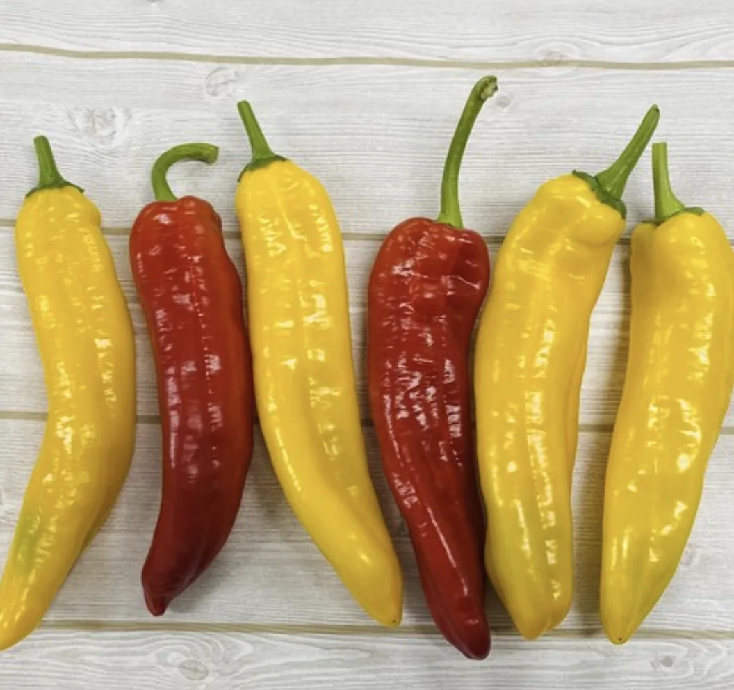 트리벨리 파프리카 효능 효과 구매방법